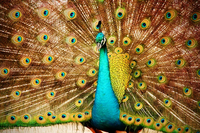 [edit2peacock[11].jpg]